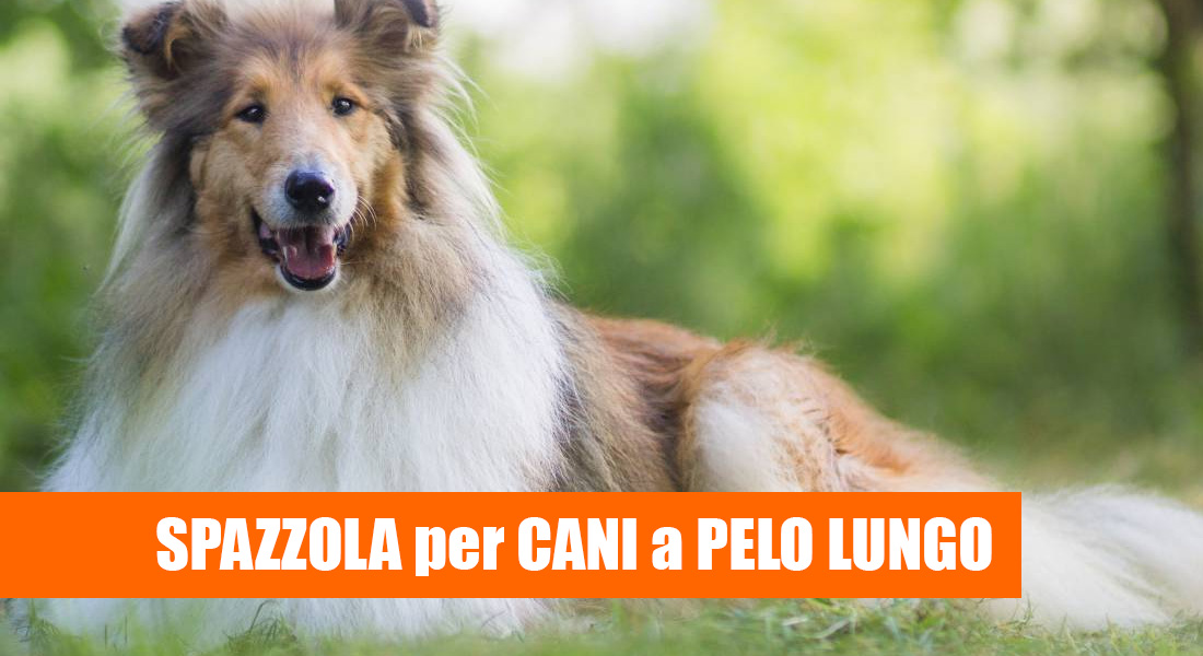 Spazzola per cani: migliori toglipelo 2023 in commercio