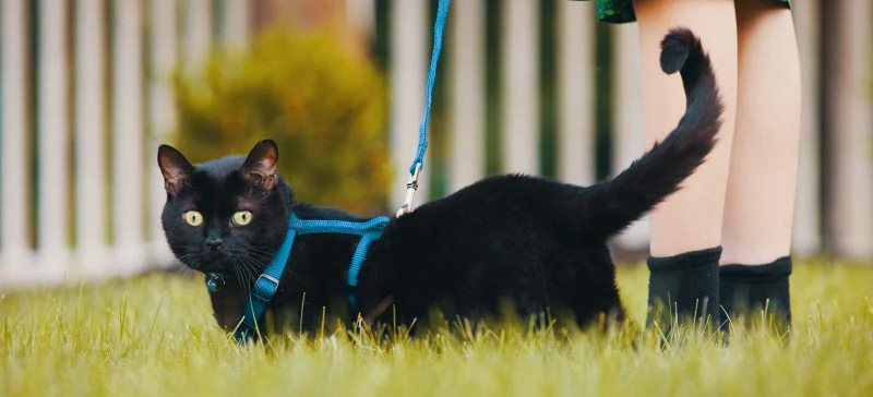 Un gatto nero con guizaglio