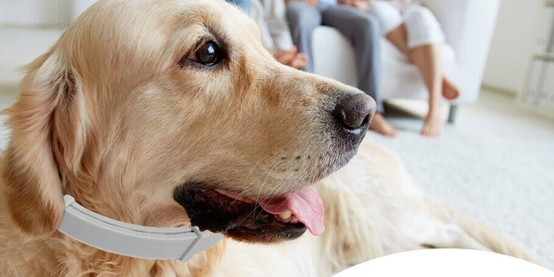 Golden retriever con collare Seresto