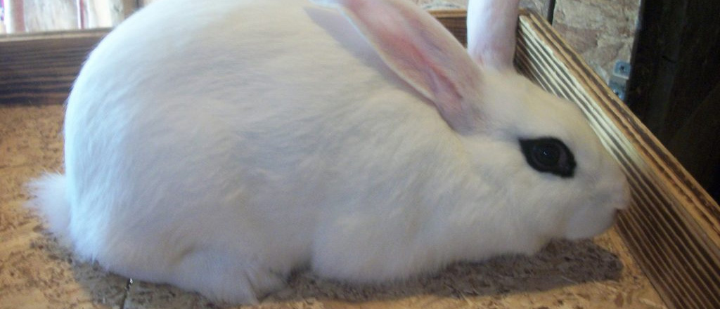 Hotot