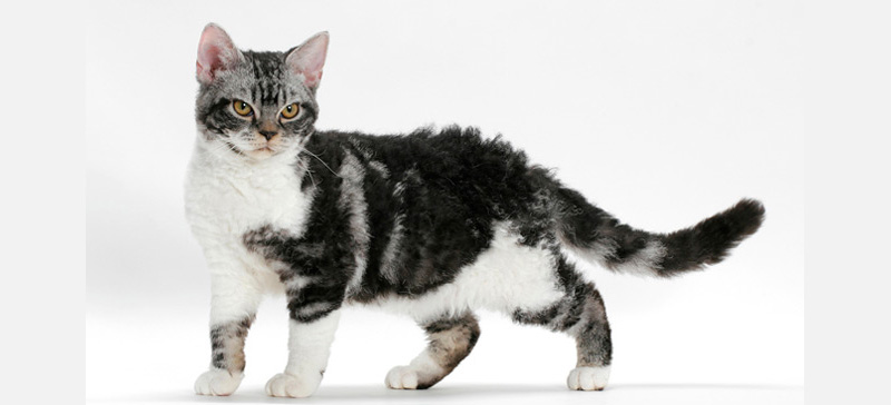 Un esemplare di American Wirehair