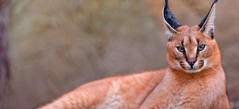 Un selvaggio Caracal