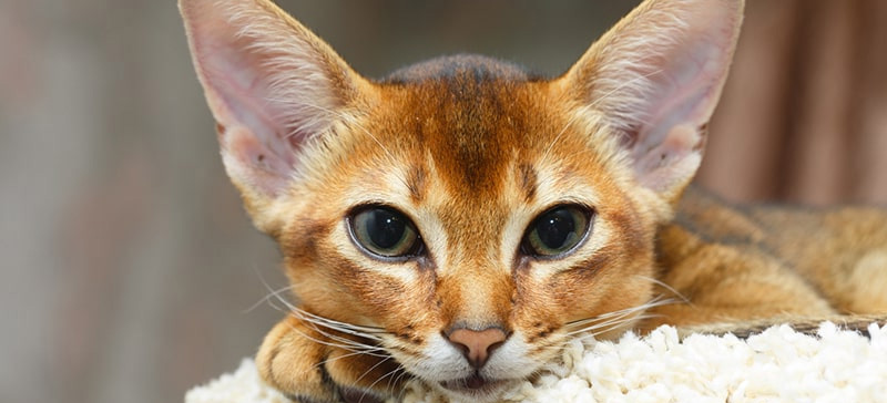 Uno splendido gatto Abissino