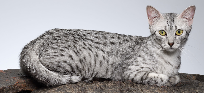 Un sinuoso gatto Mau Egiziano