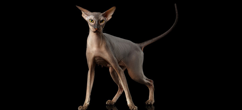 Un Peterbald senza pelo