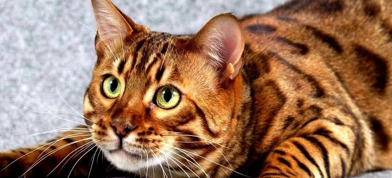 Esemplare gatto Toyger