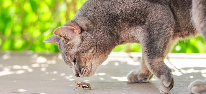 Uno gatto da la caccia a un insetto