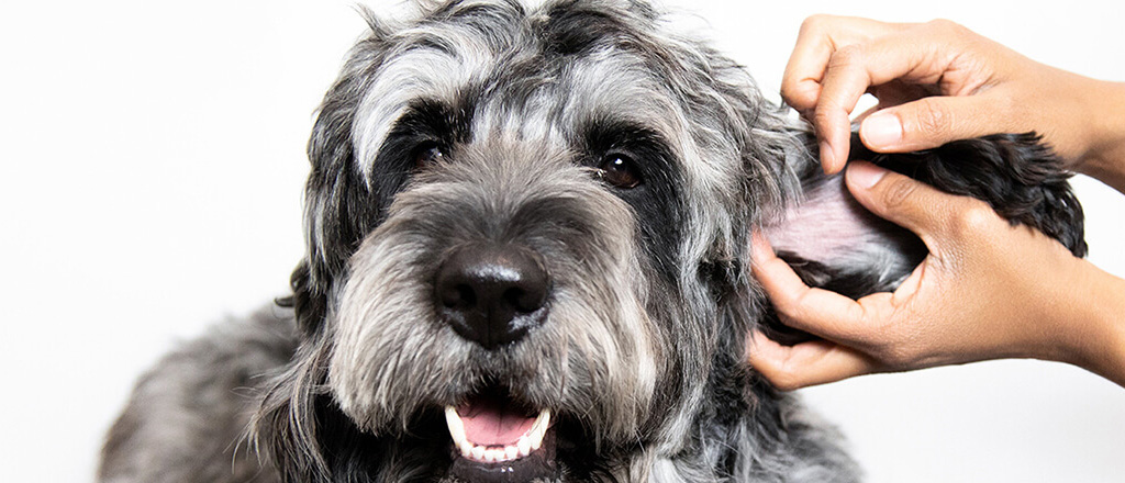 Acari nelle orecchie del cane