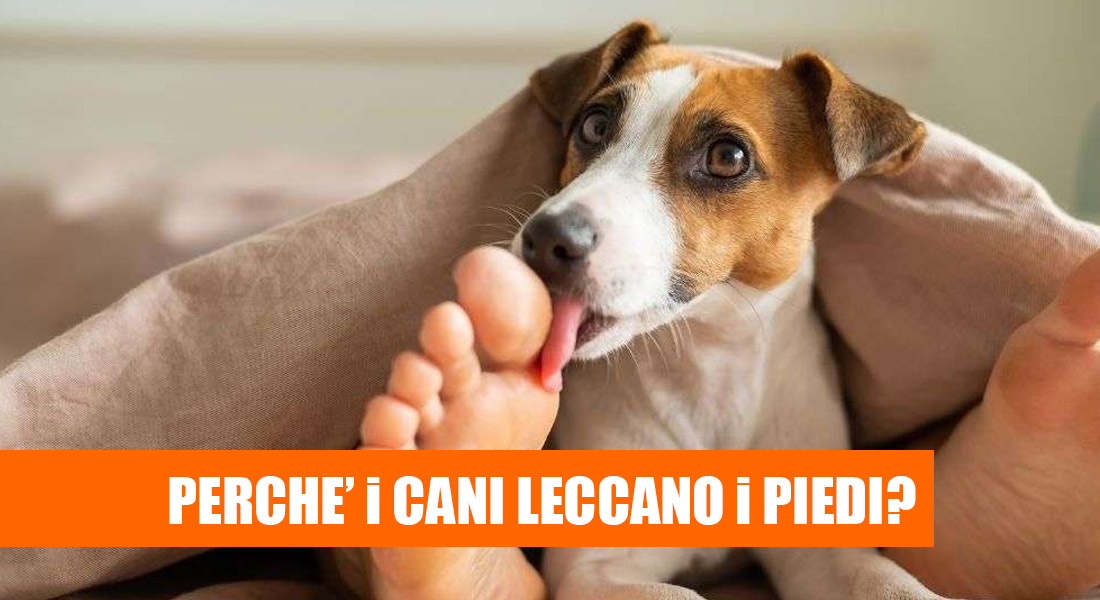 Perché il mio cane mi lecca i piedi?