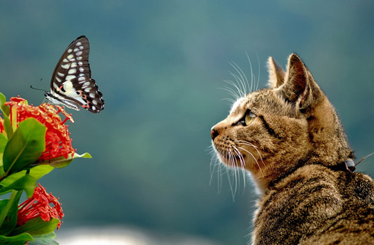 Gatto guarda farfalla