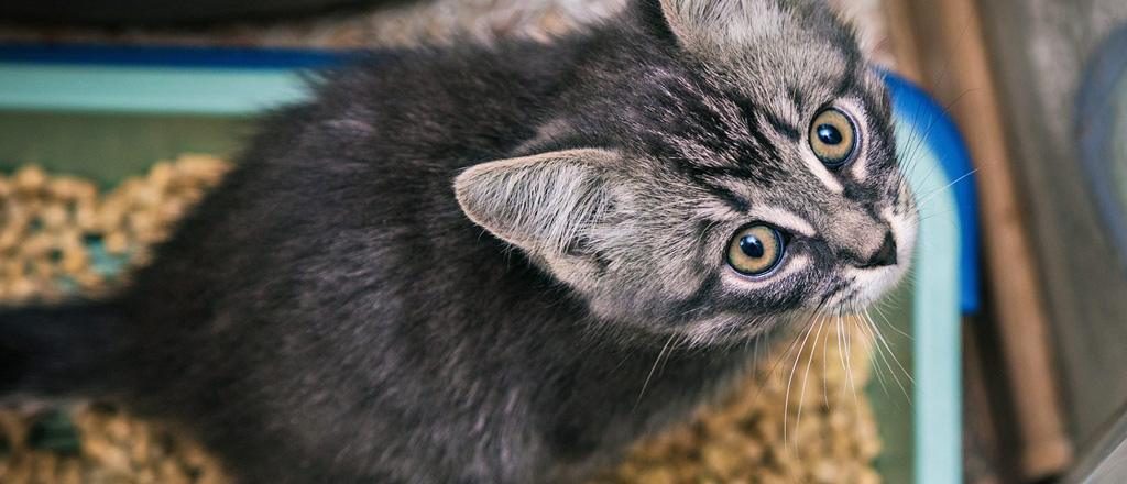 Gattino bianco e nero adorabile