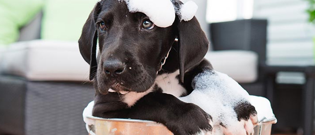 Cucciolo cane labrador bagno