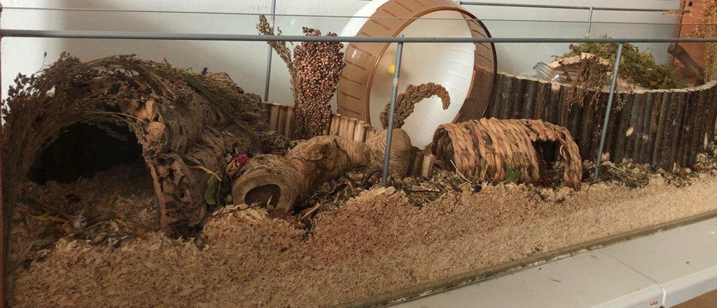 Habitat criceto