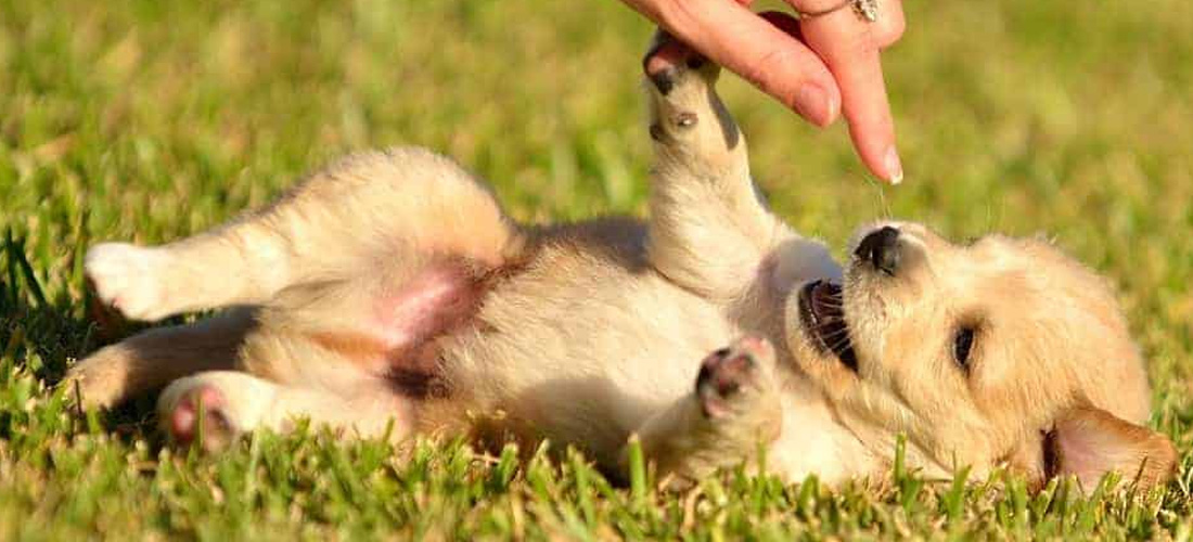 Cucciolo gioca con padrone