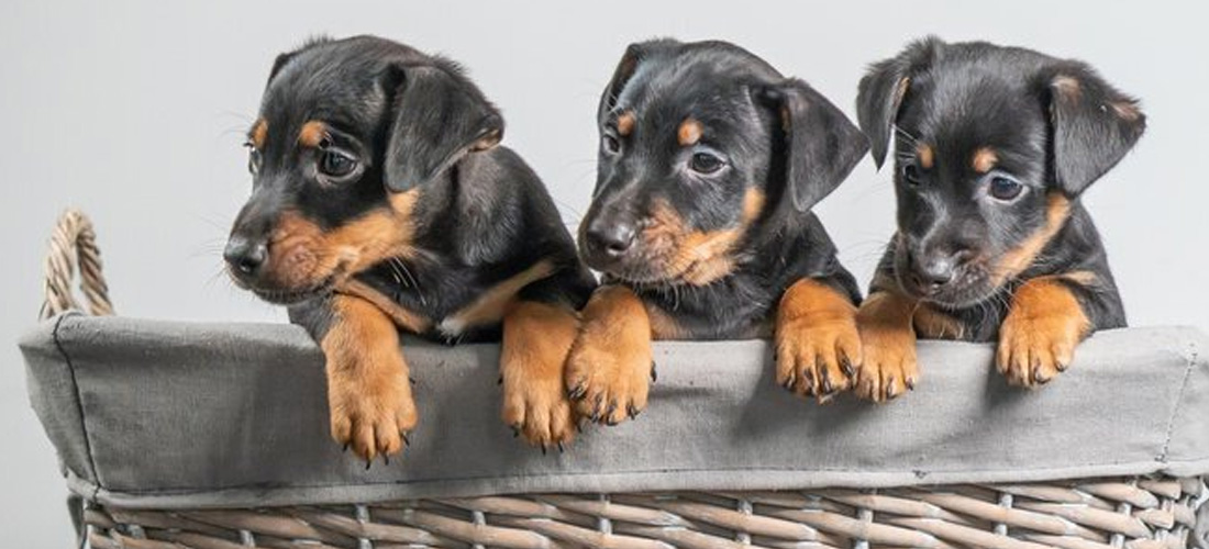 Cuccioli di Pinscher