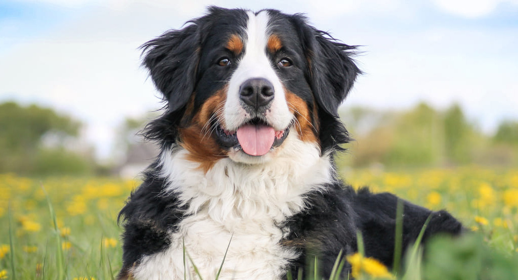 Un esemplare maschio di Bovaro del Bernese