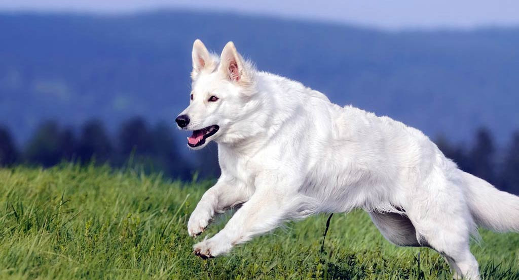 Un pastore bianco Svizzero corre in un prato