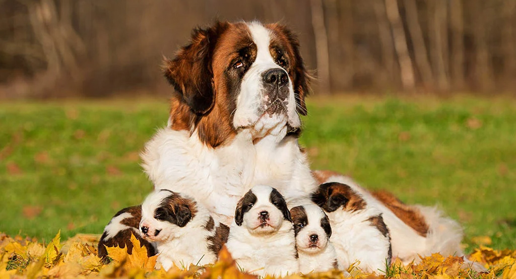 Stupernda cucciolata di Cani San Bernardo