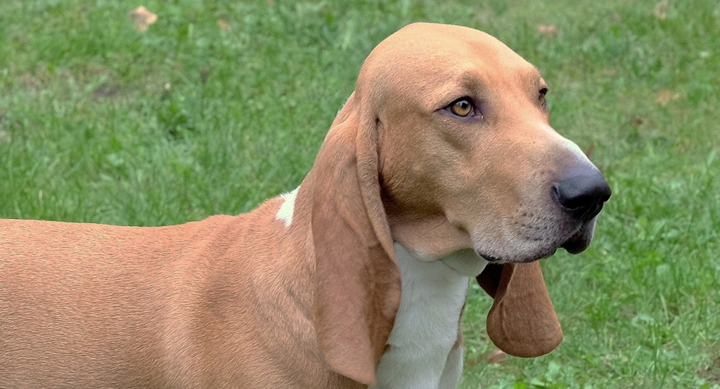 Lo sguardo vigile di un segugio svizzero
