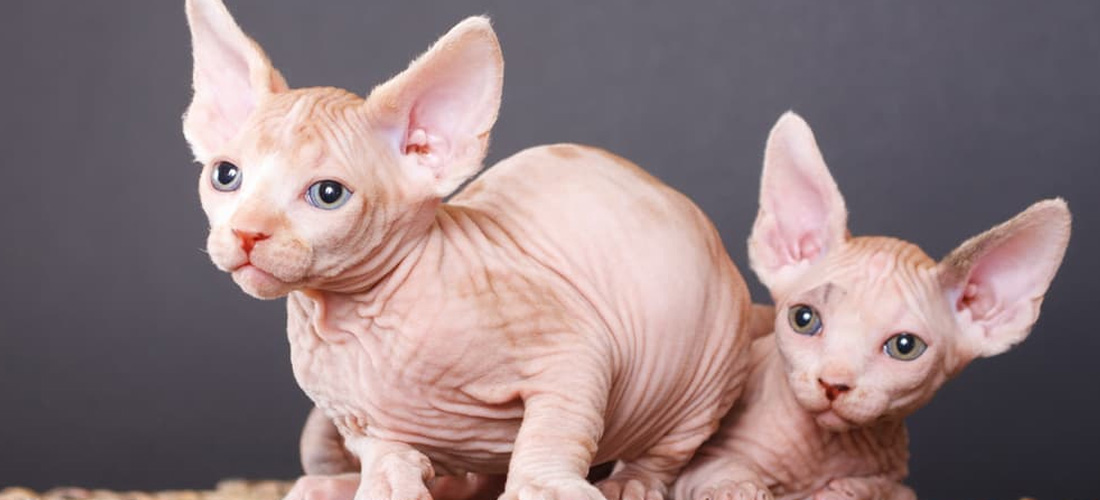 Gatti Sphynx