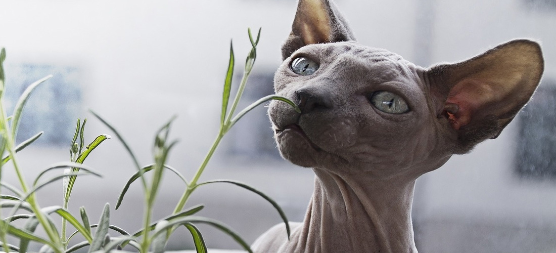 Gatto Peterbald