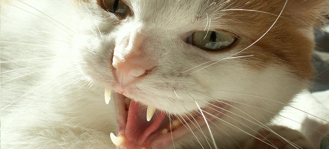 Gatto aggressivo