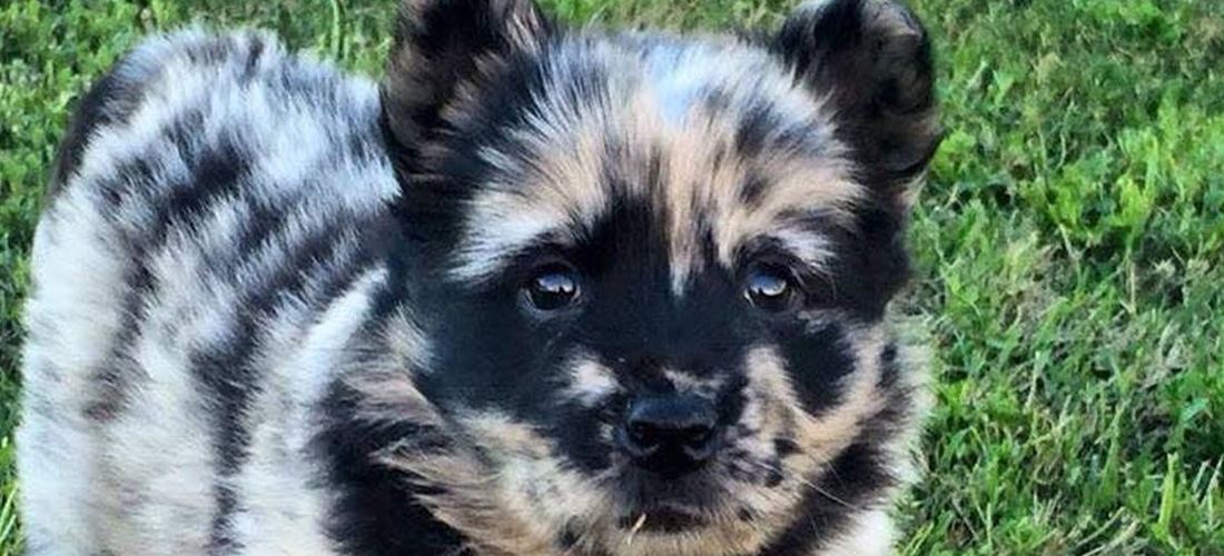 Cani Meticci spesso adatti a famiglie