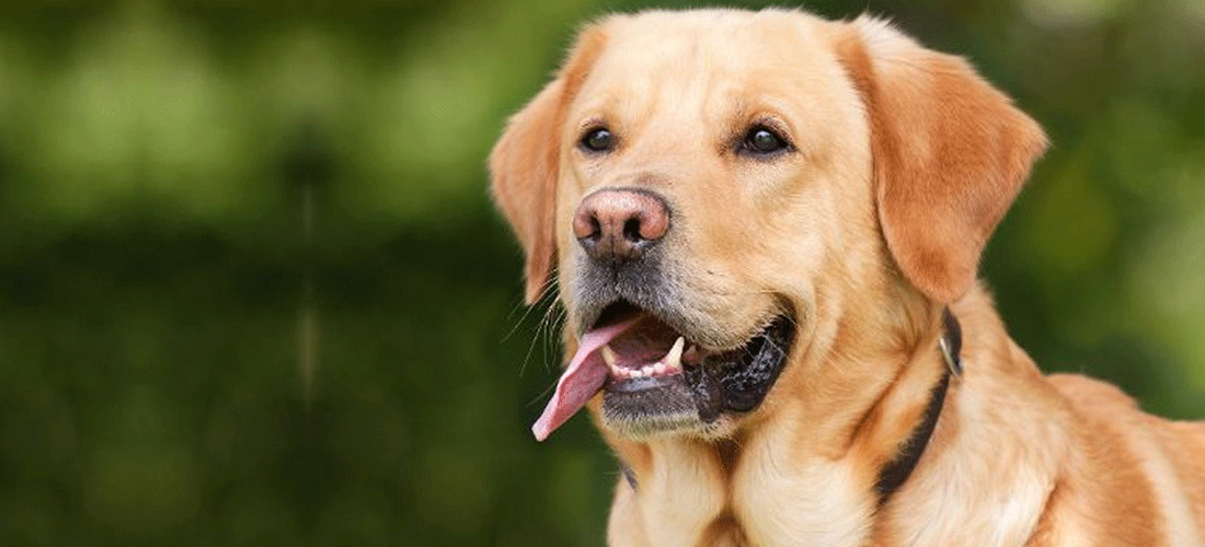 Labrador Retriever
