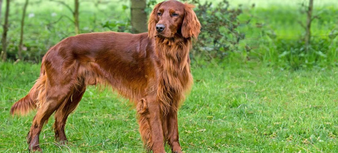Setter irlandese