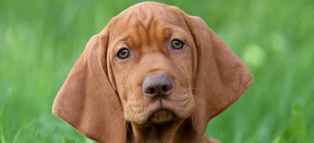 Vizsla