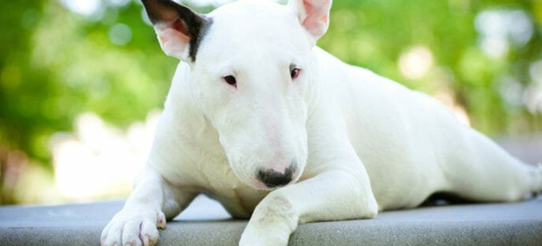 Bull Terrier