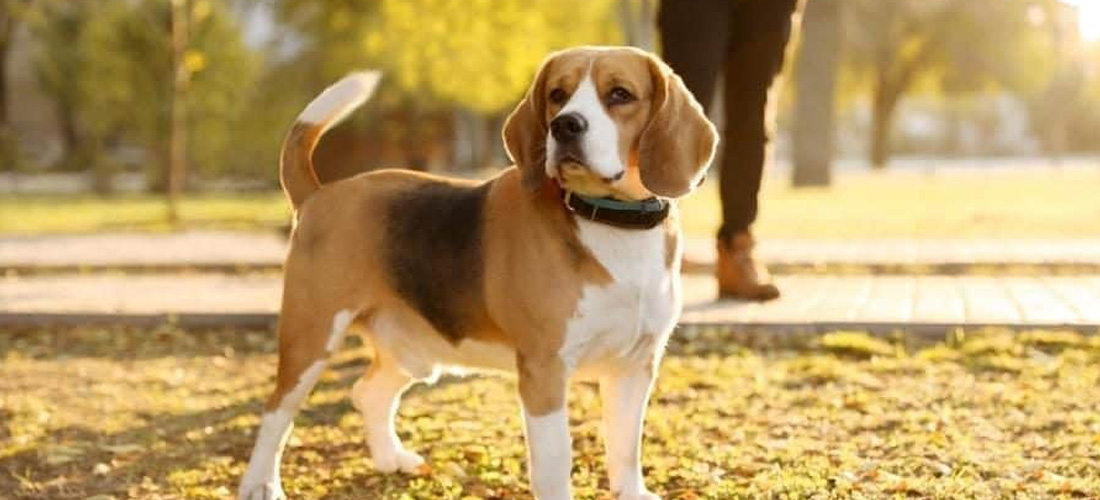 Beagle