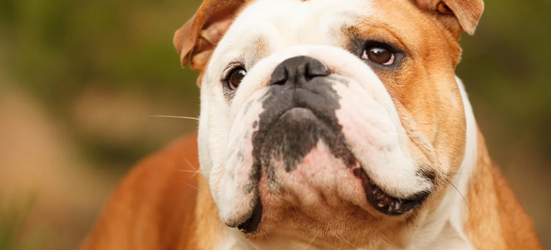 Bulldog