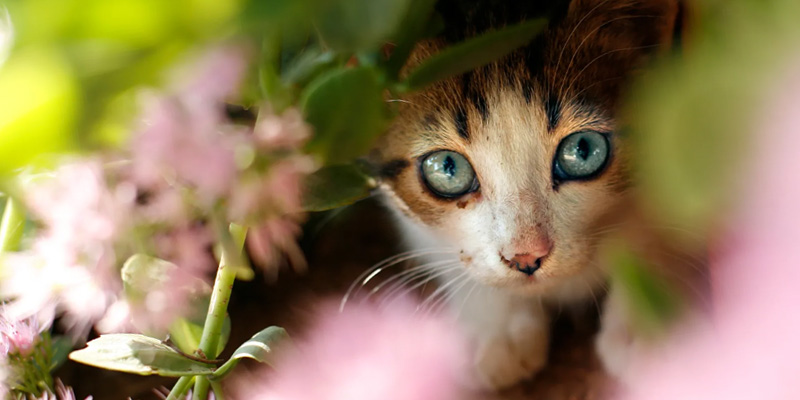 Gatto randagio in giardino