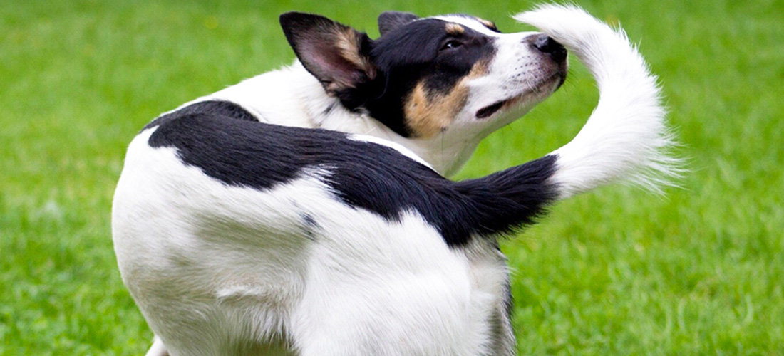 Un cane che si fiuta la coda