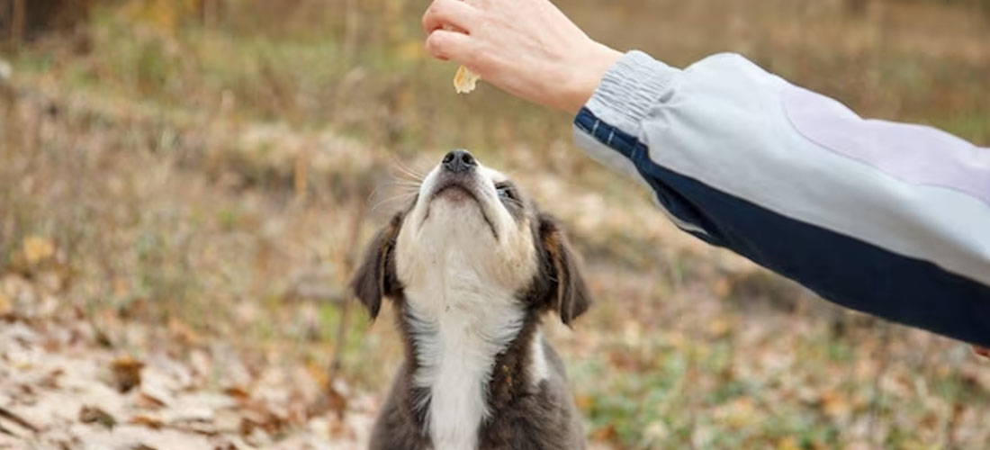 Perché il mio cane mangia la cacca?