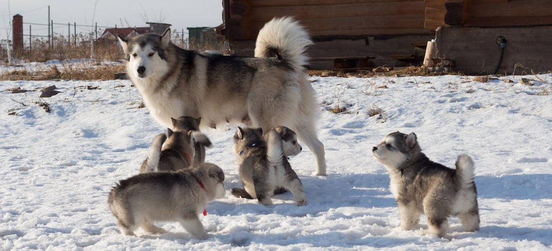 Una mamma Husky con i suoi cuccioli