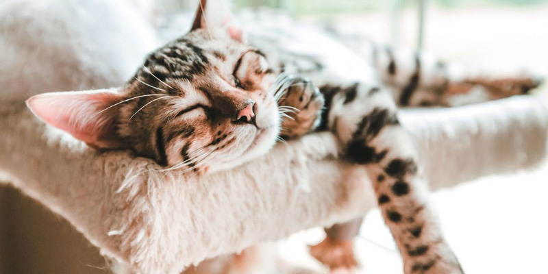 Gatto che dorme su un albero per gatti