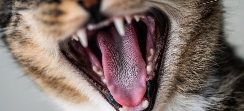 Un gatto sbadiglia e mette in mostra la dentatura