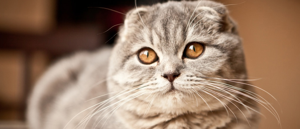 Scottish Fold dalle inconfondibili orecchie