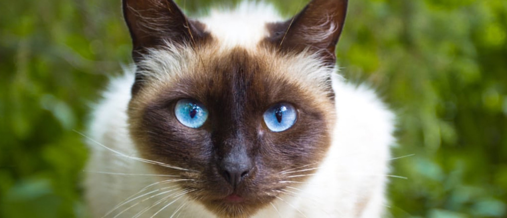 Gatto Siamese