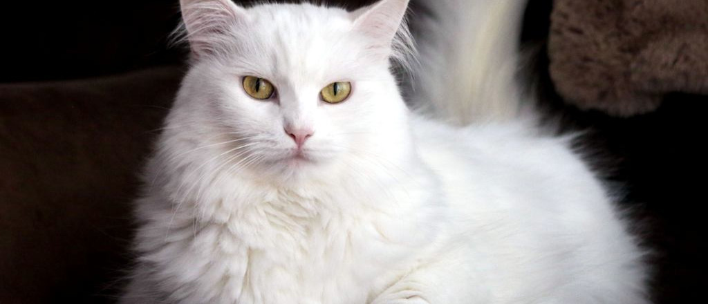 Gatto Angora