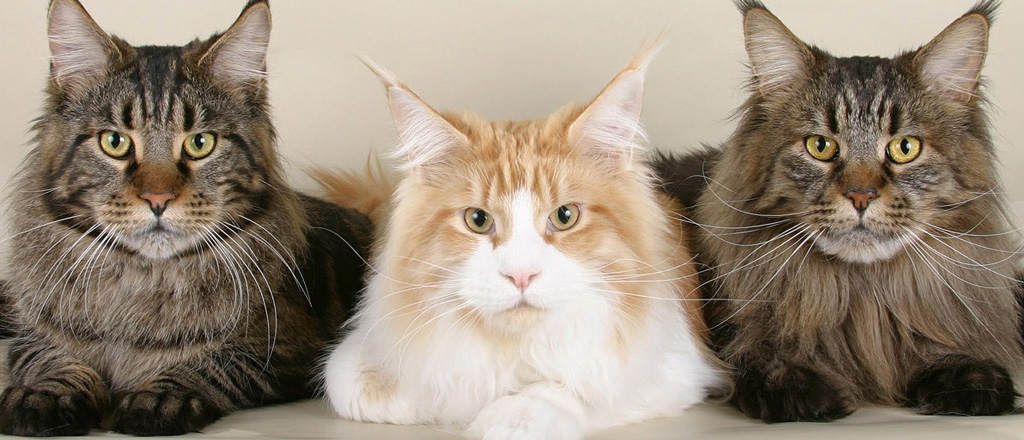 Gatto Maine Coon