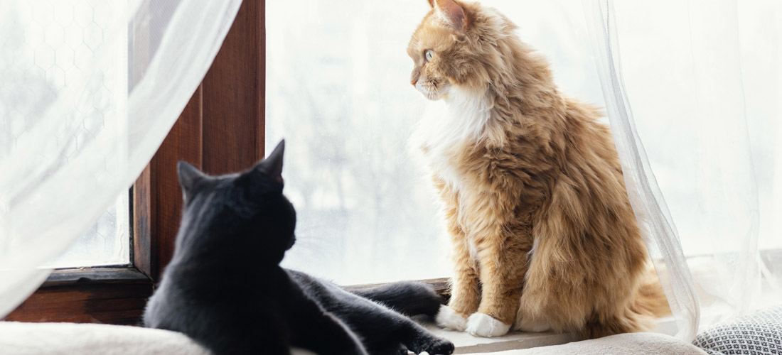 Due gatti osservano dalla finestra