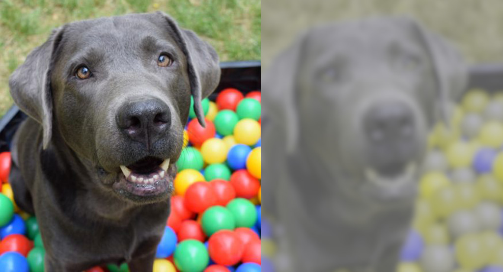 visione colore cane blu guiallo rosso