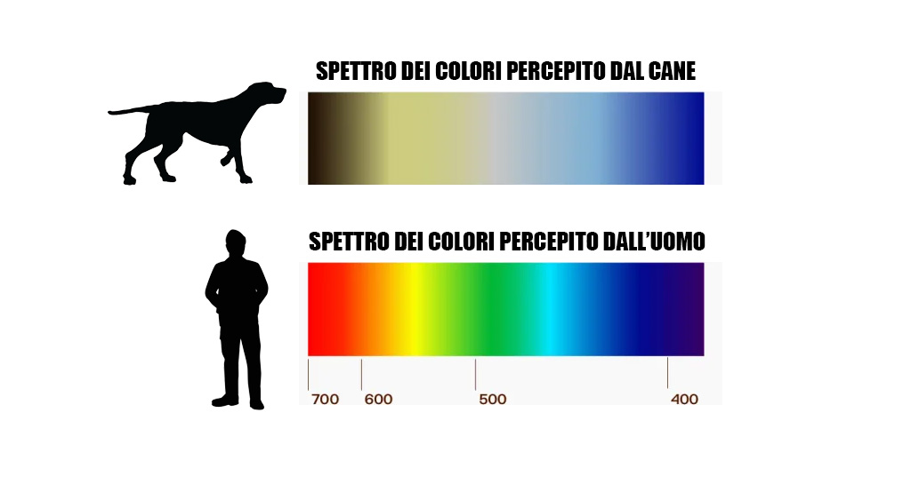 confronto spetto colori cane uomo