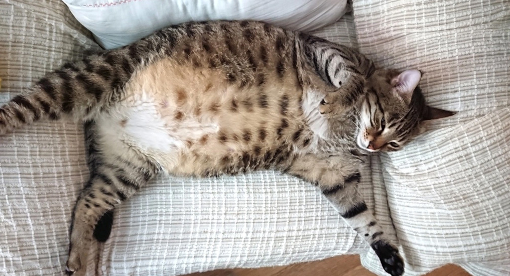 gatta aspetta cuccioli