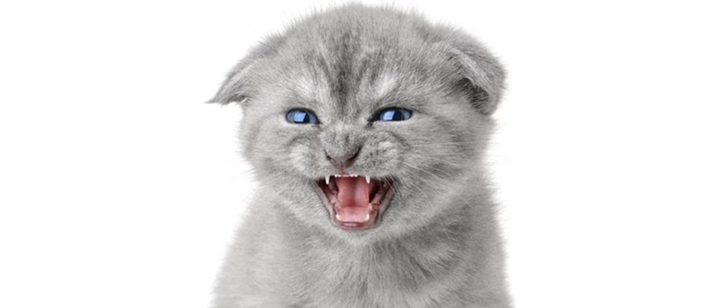 gatto soffia per nion familiarità o paura