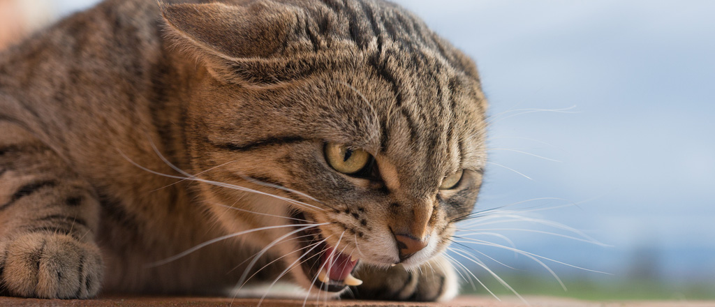 gatto che soffia per comunicare possibile aggressione