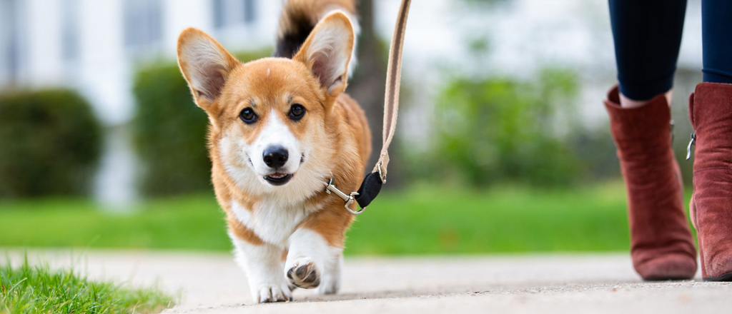 cane socializza al parco con altri cani